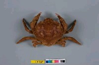 藏品(漢氏勞綿蟹)的圖片